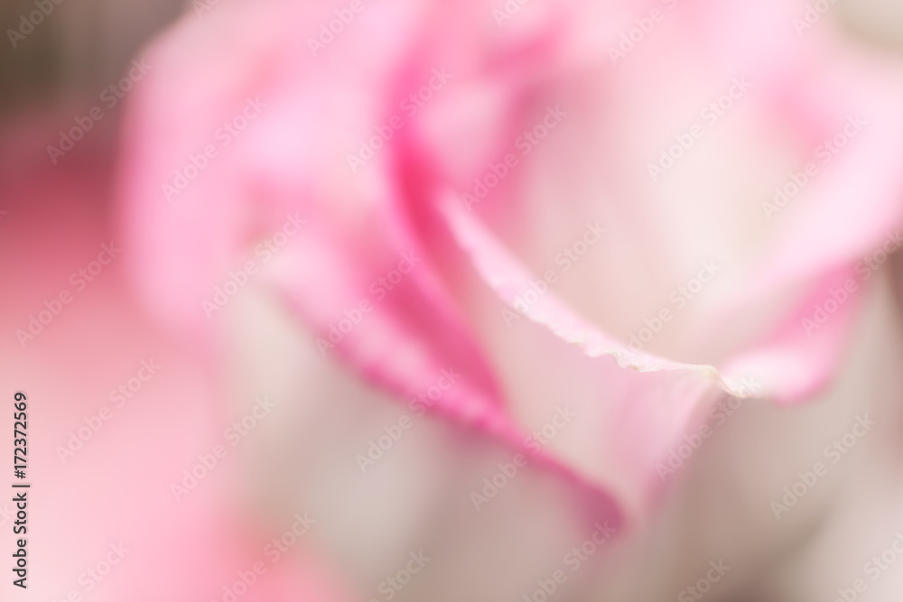 Romantic pink flower background, soft focus