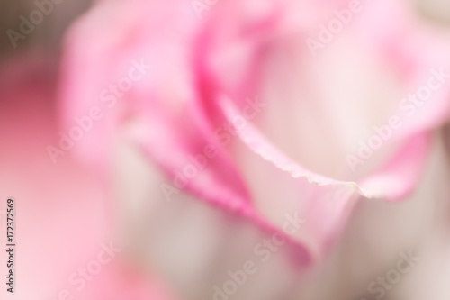 Romantic pink flower background, soft focus