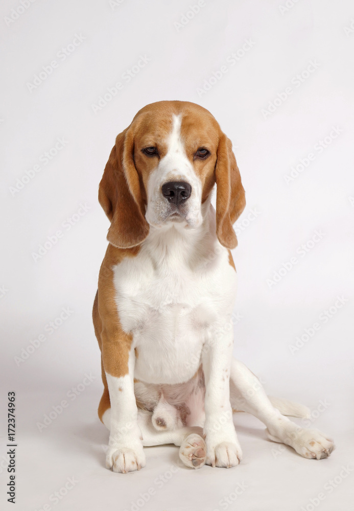 beagle dog beagle dog