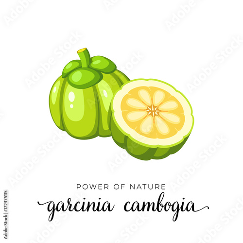 Superfood fruit. Garcinia cambogia fruit. Vector illustration cartoon flat icon isolated on white. photo