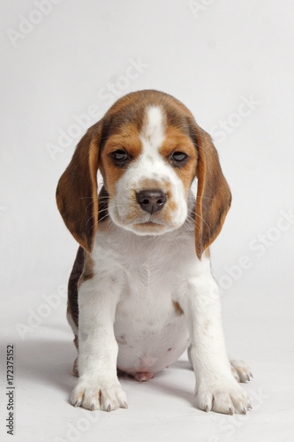 Fototapeta Naklejka Na Ścianę i Meble -  beagle dog