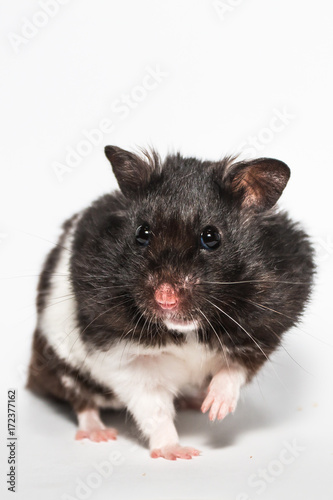 Black syrian hamster, studio with white background, funny pose