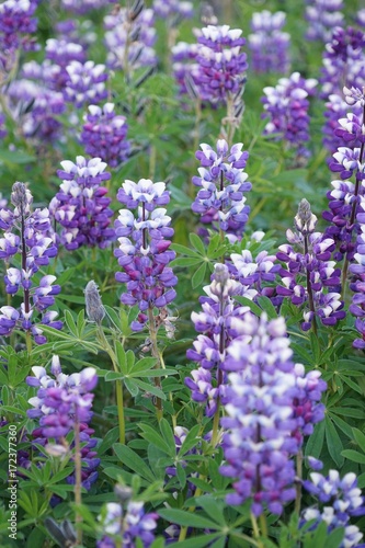 Island  Lupinen auf der Reykjanes Halbinsel 