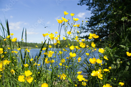 Ważka pośród kwiatów nad jeziorem