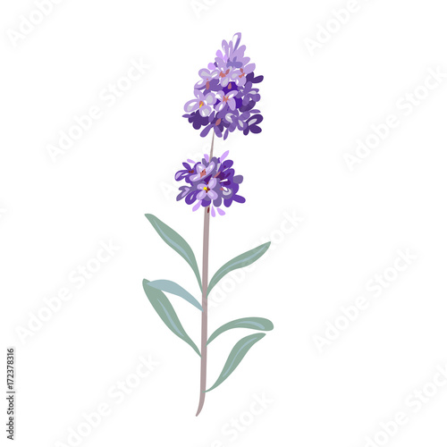lavender flowers on a white background.