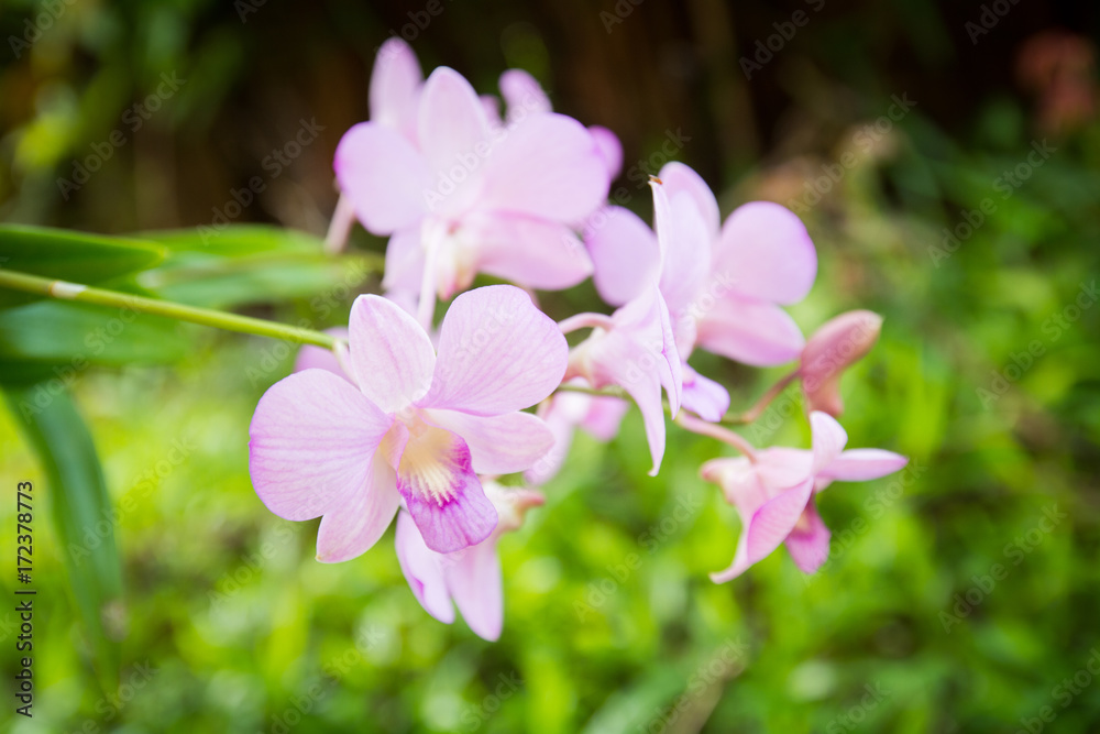 beautiful thai orchid beautiful thai orchid