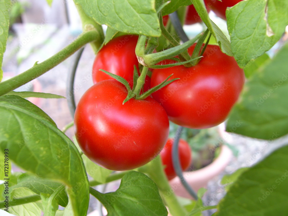 Tomaten Rot