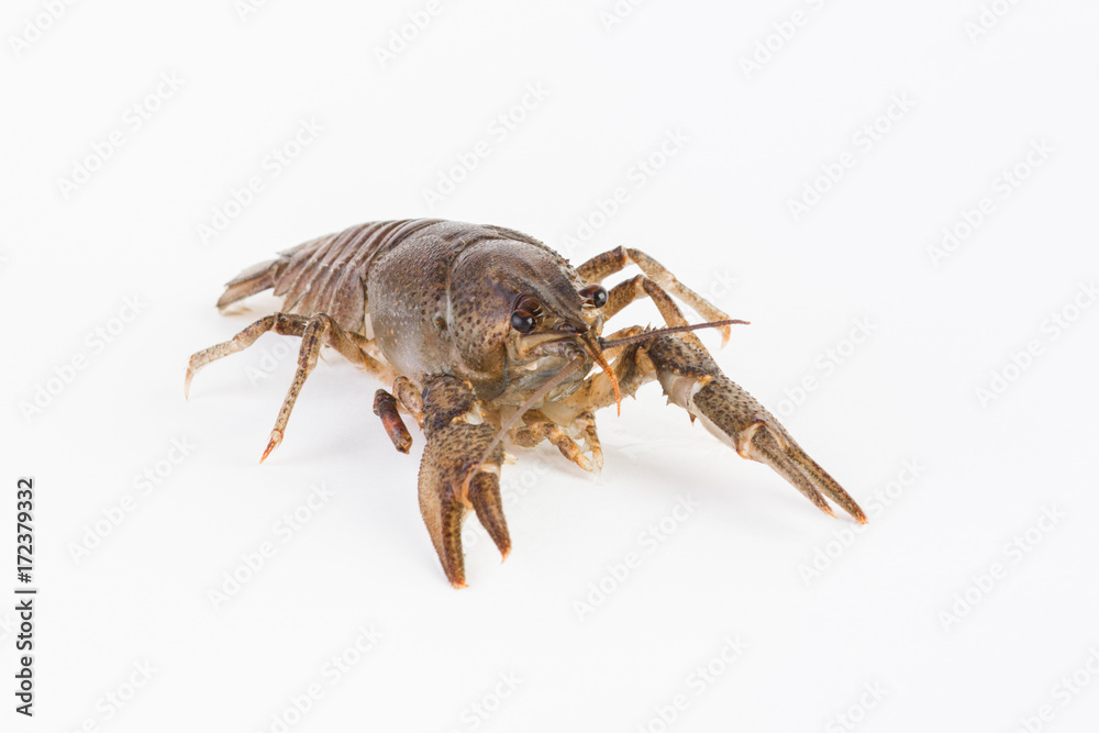 Live cancer on a white background close-up Live cancer on a white background close-up