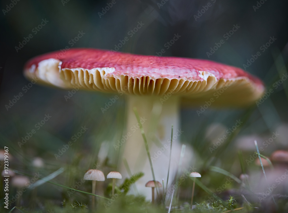 Fototapeta premium Mushrooms