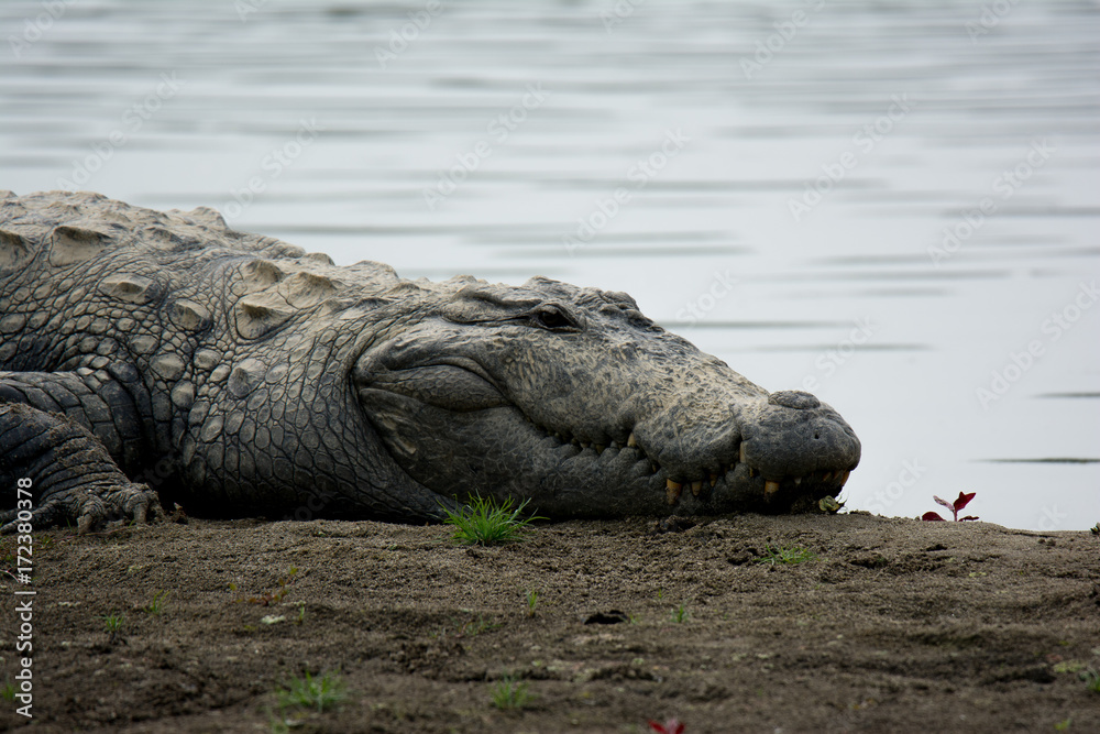 Obraz premium Mugger crocodile at rapti river in Chitwan National Park in Nepal