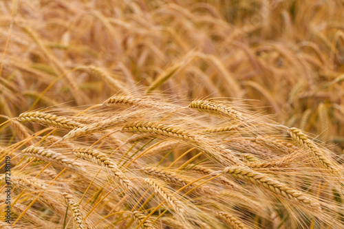 hard wheat close up, summer harvesting and nature background