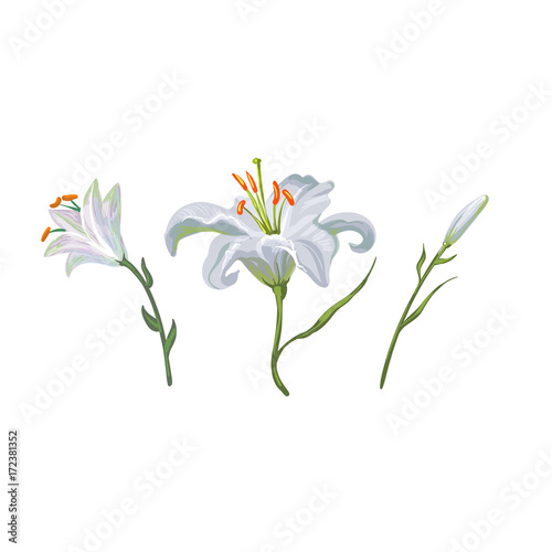 illustration with white lily flowers in different stages isolated on white background