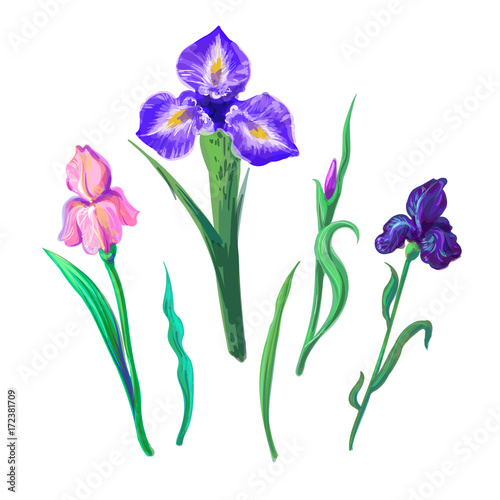 Fototapeta Naklejka Na Ścianę i Meble -  Ornate flowers for spring or summer design, greeting card with Irises elements for your design