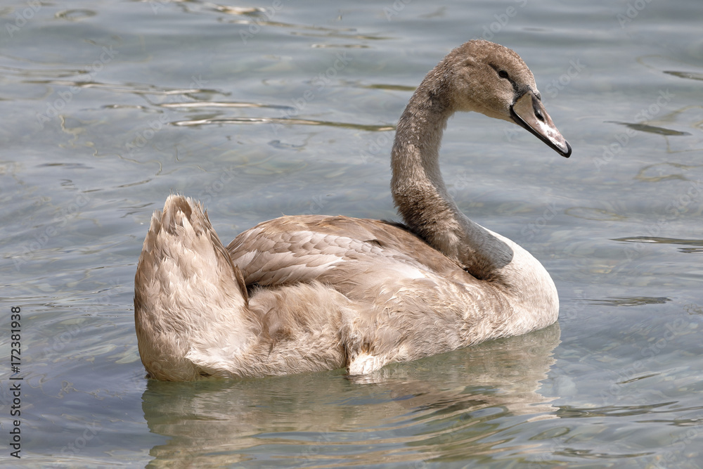A young swan  swims in the lake