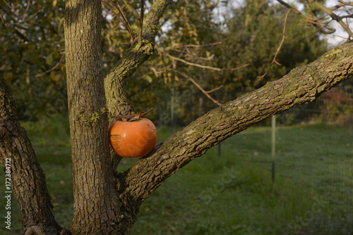 caco on kaky tree photo