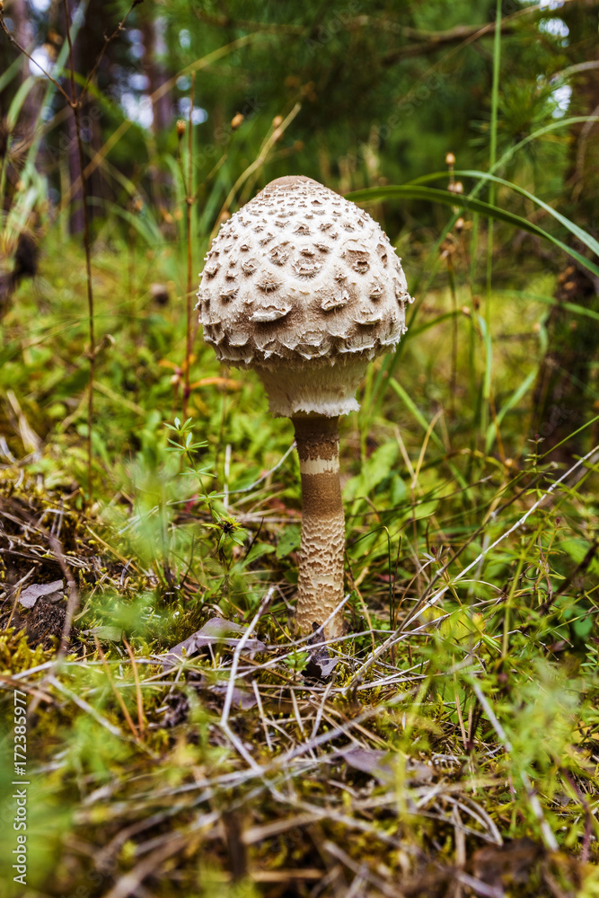 beautiful white poisonous mushrooms on the edge of the forest beautiful white poisonous mushrooms on the edge of the forest