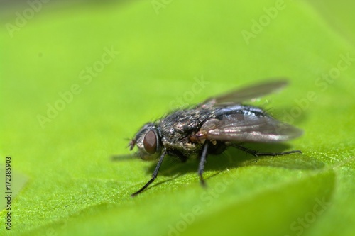 Fly on a green leaf macro