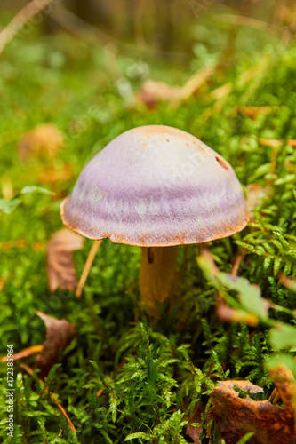 Cortinarius caerulescens.growing in the forest in autumn