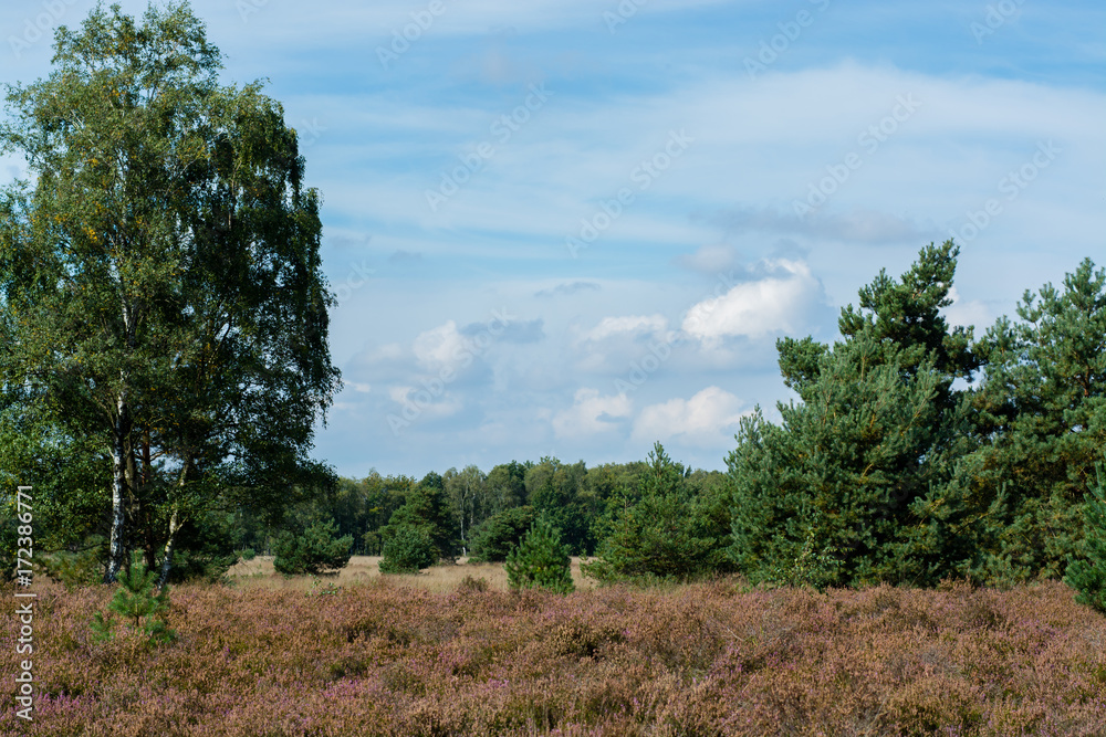 Heather moorland in Kempen forests, North Brabant, the Netherlands Heather moorland in Kempen forests, North Brabant, the Netherlands