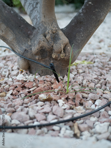 automatic sprinkler system watering tree on dry stone land.