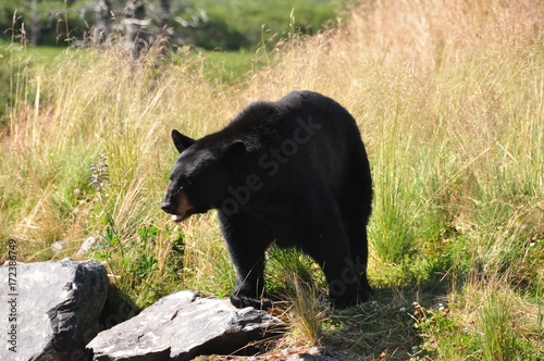 Black bear in Alaskan wildlife refuge photo