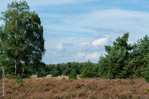 Heather moorland in Kempen forests, North Brabant, the Netherlands