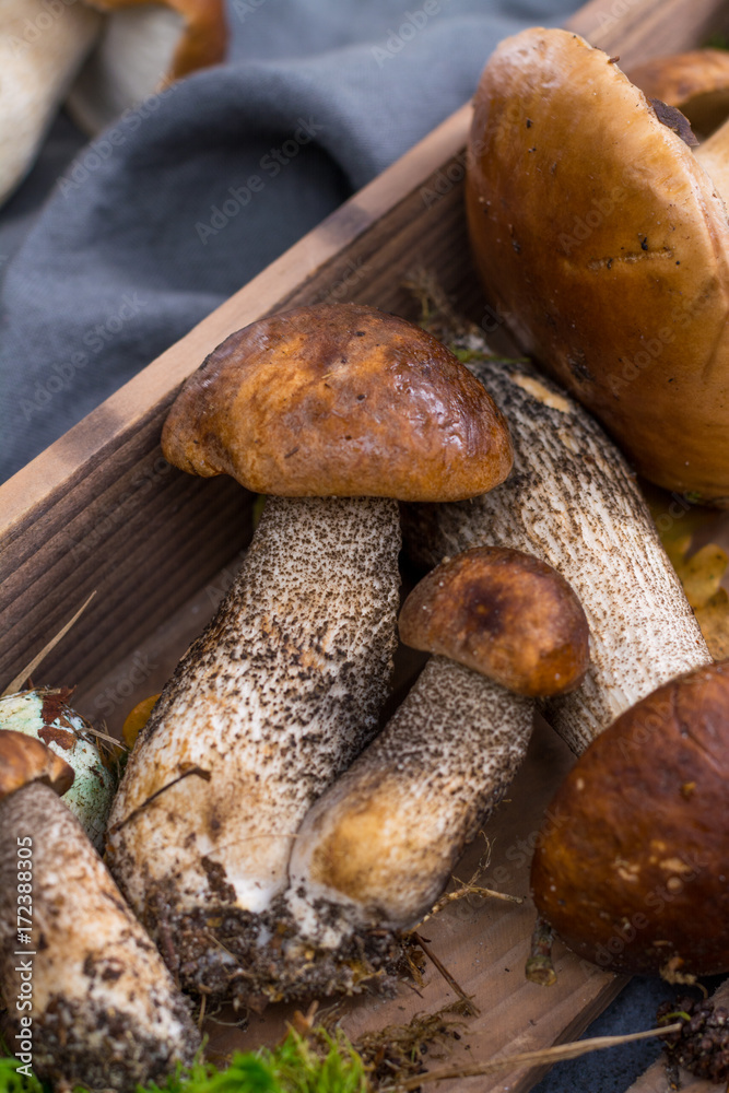 Boletus edulis, cepe, porcini mushrooms unwashed on gray concrete background Boletus edulis, cepe, porcini mushrooms unwashed on gray concrete background
