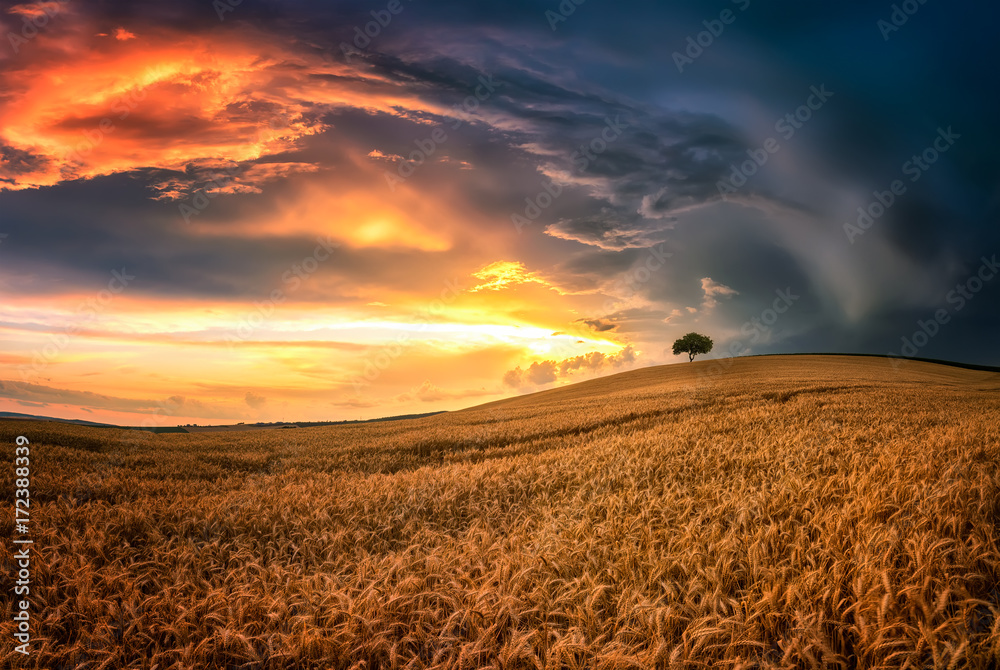 Lonely tree in sea of wheat /
Magnificent sunset view with a summer field in South Moravia, Czech Republic