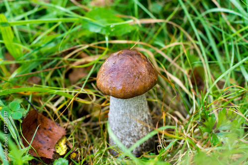 Leccinum carpini hornbeam mushroom in the forest, fresh and tasty food