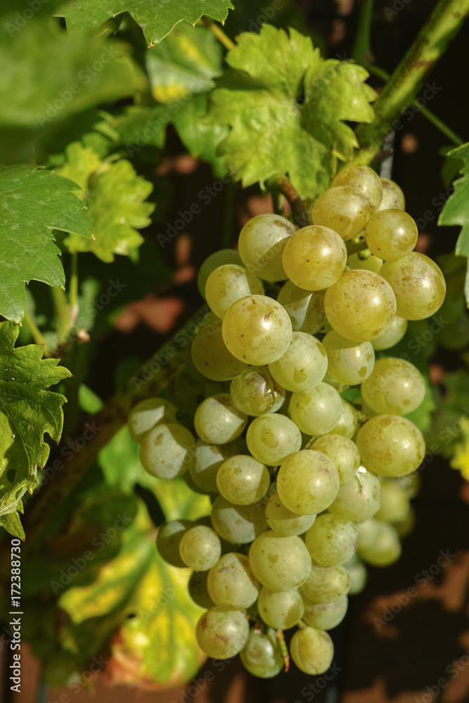 White wine grape growth in vineyard, ready to harvest and wine production White wine grape growth in vineyard, ready to harvest and wine production