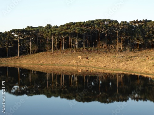 Trees reflected in the lake