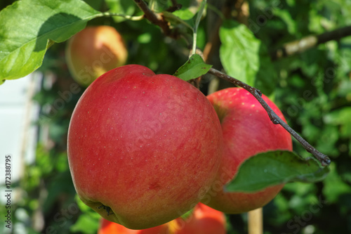 Big red ripe apples on the apple tree, fresh harvest of red apples, seasonal works in orchard, fruit garden