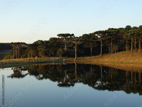 Trees and horse reflected in the lake