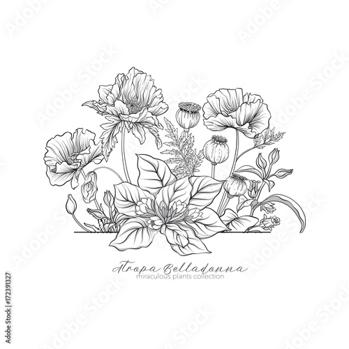 Opium poppy, belladonna and mandragora. Set of miraculous plants