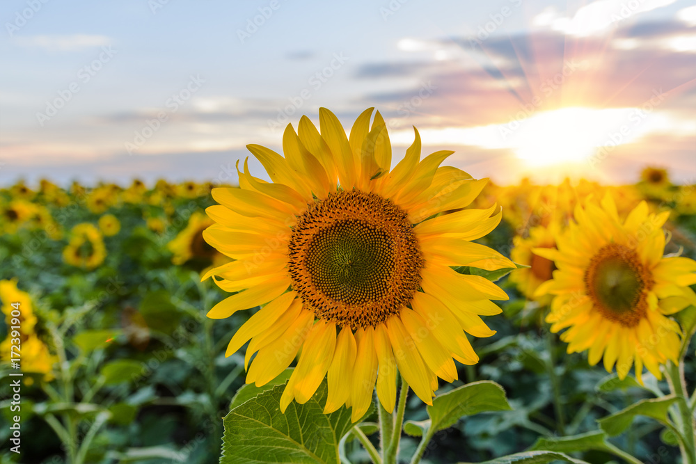 Fototapeta premium Field of sunflowers . Close up of sunflower against a field