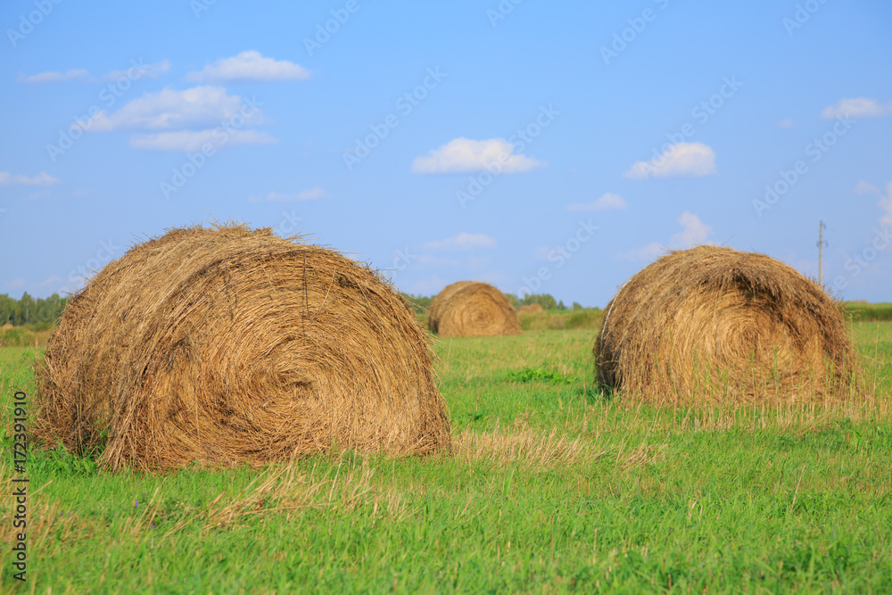 Bales of hay in a large field. Nature composition. Bales of hay in a large field. Nature composition.