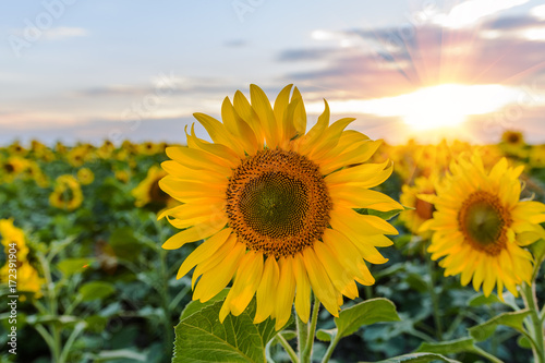 Field of sunflowers . Close up of sunflower against a field © yelantsevv