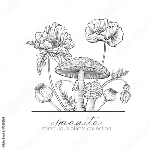 Opium poppy and amanita mushroom. Set of miraculous plants in bo