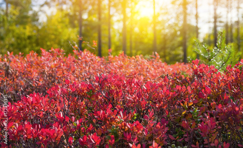 Fototapeta Naklejka Na Ścianę i Meble -  Autumn landscape with red bush of bilberry in beams of the sun