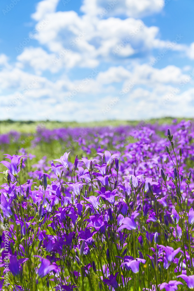 Summer bright scenery. Field of beautiful flowers bells with blue sky and clouds. Summer bright scenery. Field of beautiful flowers bells with blue sky and clouds.