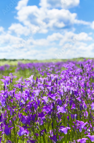 Summer bright scenery. Field of beautiful flowers bells with blue sky and clouds.