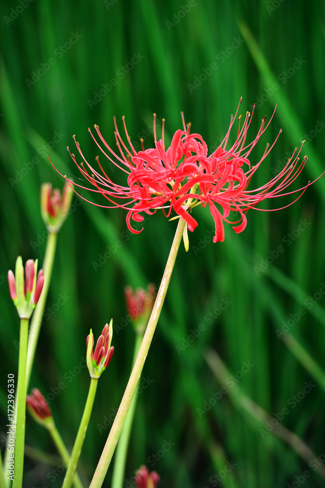 曼殊沙華 曼殊沙華