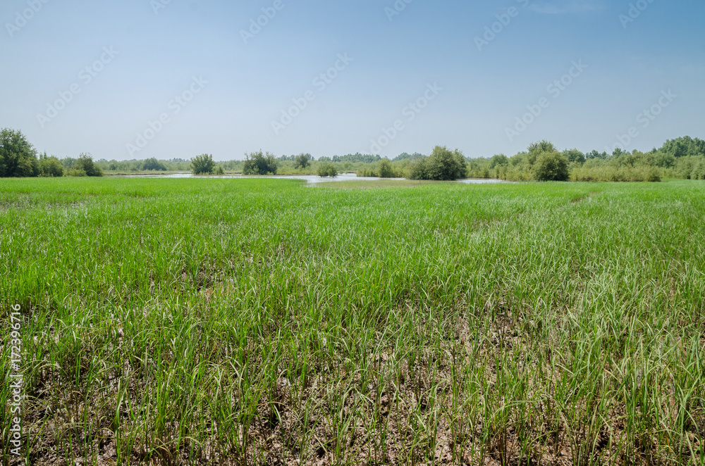 Field of rice in the West African country The Gambia, Africa Field of rice in the West African country The Gambia, Africa