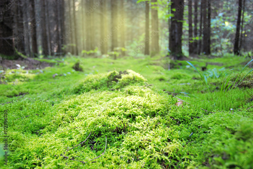 Glade in the forest, covered with dense moist moss, flooded with sunlight Glade in the forest, covered with dense moist moss, flooded with sunlight
