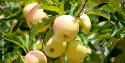 apple tree