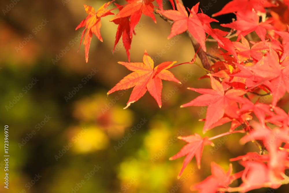 Collection of Beautiful Colorful Autumn Leaves / green, yellow, orange, red Collection of Beautiful Colorful Autumn Leaves / green, yellow, orange, red