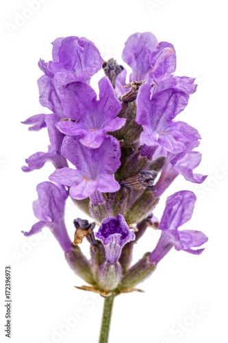 Fototapeta Naklejka Na Ścianę i Meble -  Flowers  of violet lavender, isolated on white background