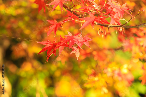Collection of Beautiful Colorful Autumn Leaves / green, yellow, orange, red