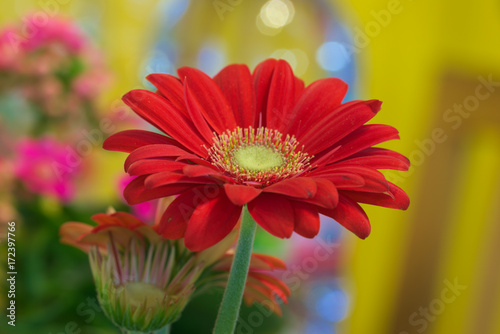 Gerbera Macro
