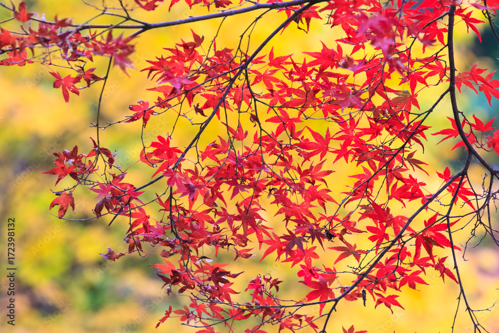 Collection of Beautiful Colorful Autumn Leaves